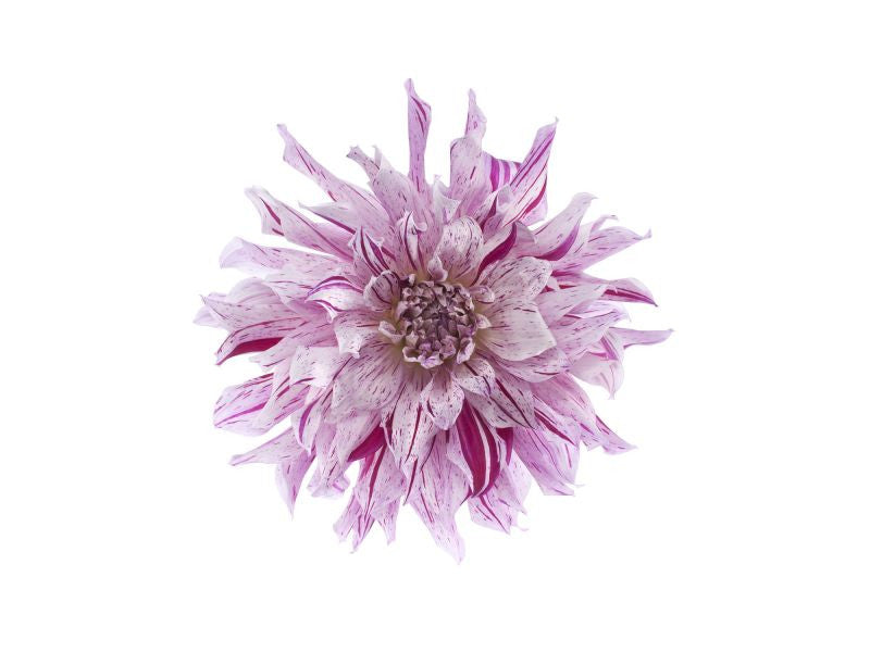 Exclusively at Designer Wallcoverings and Fabrics