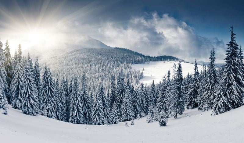 Exclusively at Designer Wallcoverings and Fabrics