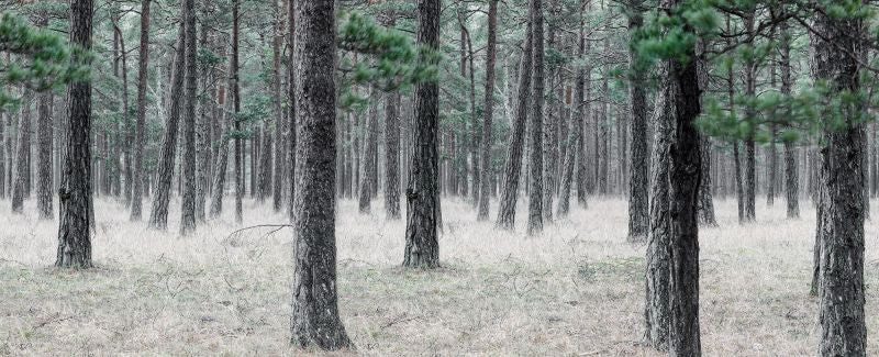 Exclusively at Designer Wallcoverings and Fabrics