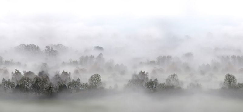 Exclusively at Designer Wallcoverings and Fabrics