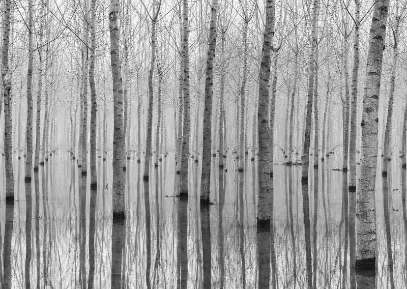 Exclusively at Designer Wallcoverings and Fabrics