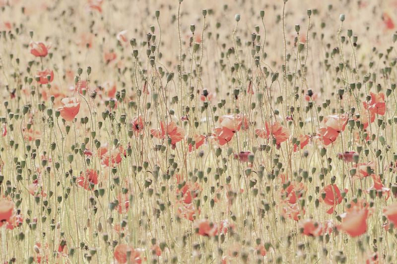 Exclusively at Designer Wallcoverings and Fabrics