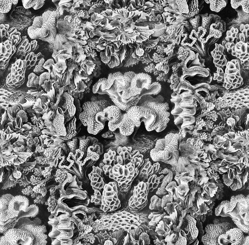 Exclusively at Designer Wallcoverings and Fabrics