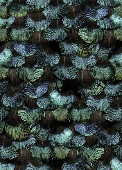 Petite Peacock Plumage, Opal | Rebel Walls