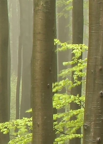 Deciduous Forest | Rebel Walls
