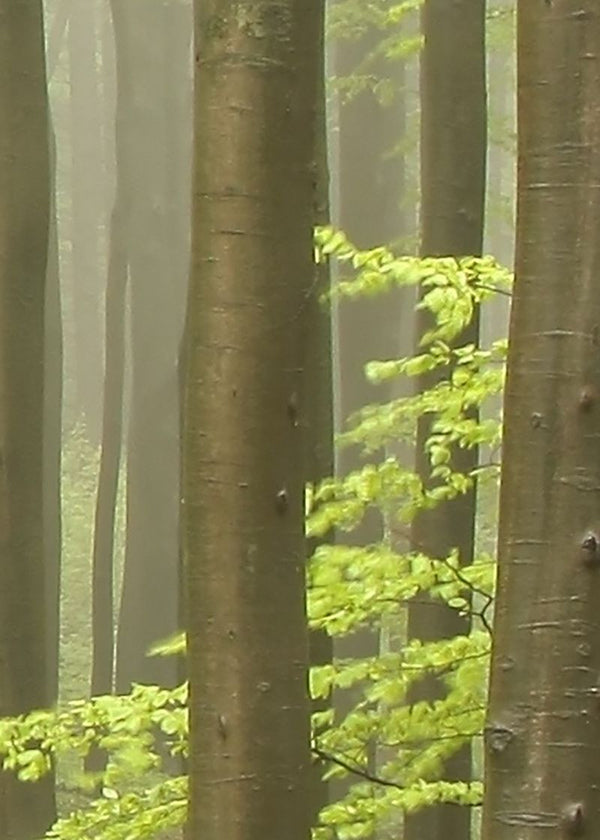 Deciduous Forest | Rebel Walls