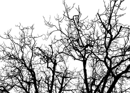 Branches | Rebel Walls