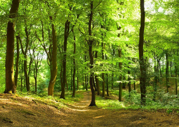 Forest | Rebel Walls