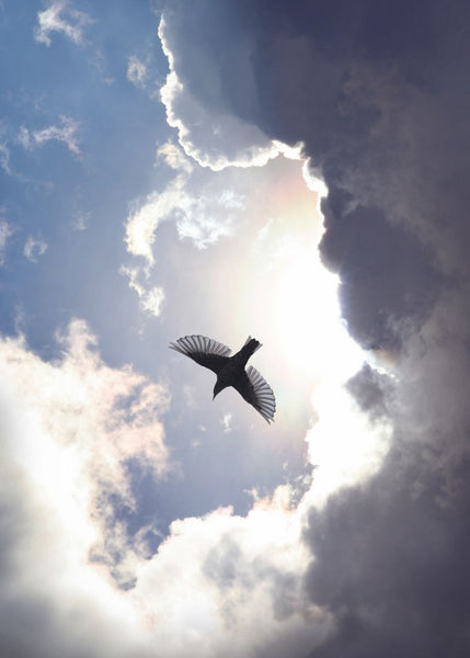 Exclusively at Designer Wallcoverings and Fabrics