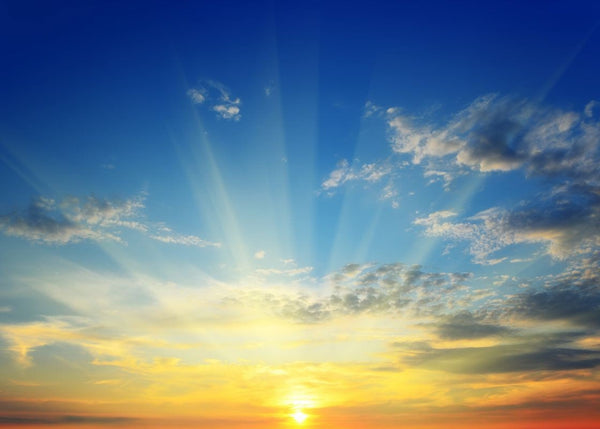 Exclusively at Designer Wallcoverings and Fabrics