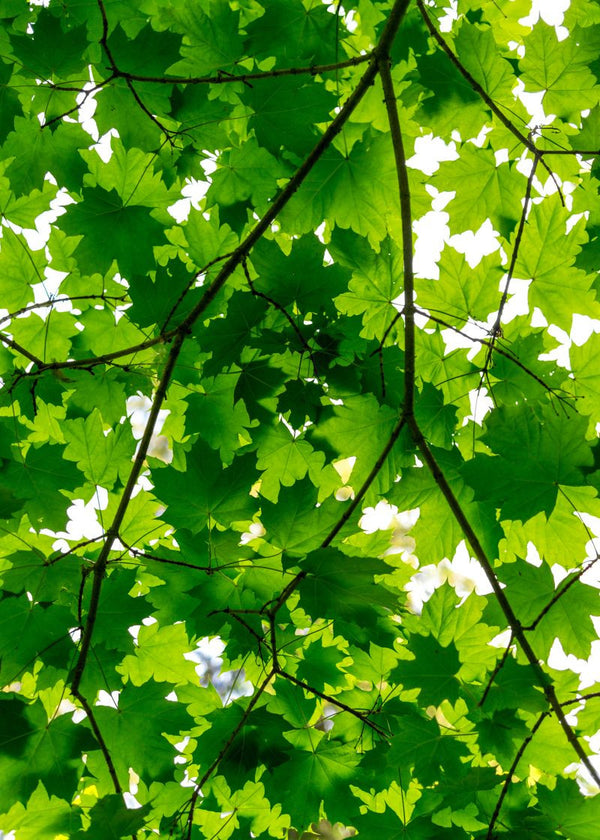 Maple Leaves | Rebel Walls
