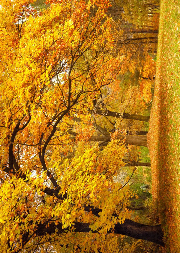 Yellow Leafy Trees | Rebel Walls