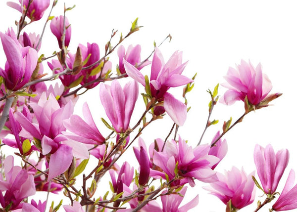 Magnolia | Rebel Walls