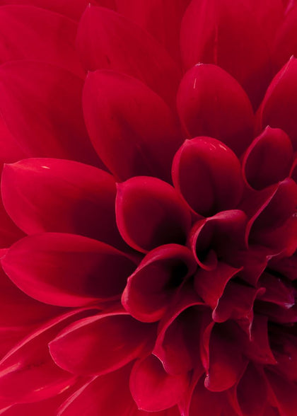 Dahlia | Rebel Walls