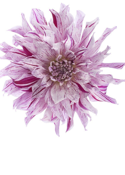 Flower | Rebel Walls