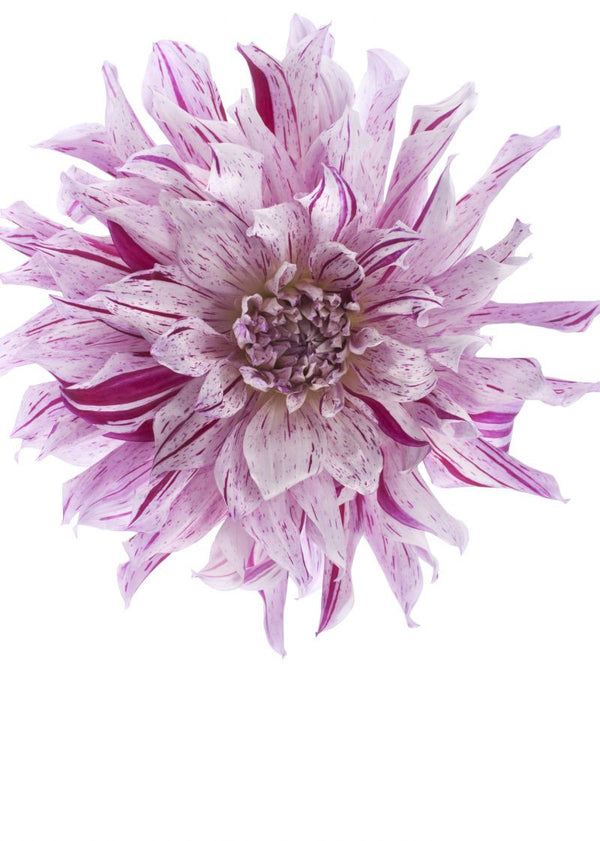 Flower | Rebel Walls