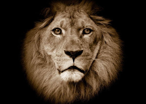 Lion | Rebel Walls