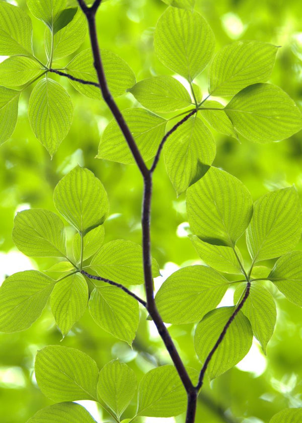 Leaves | Rebel Walls