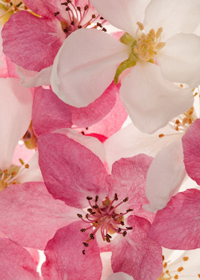 Apple Blossom | Rebel Walls