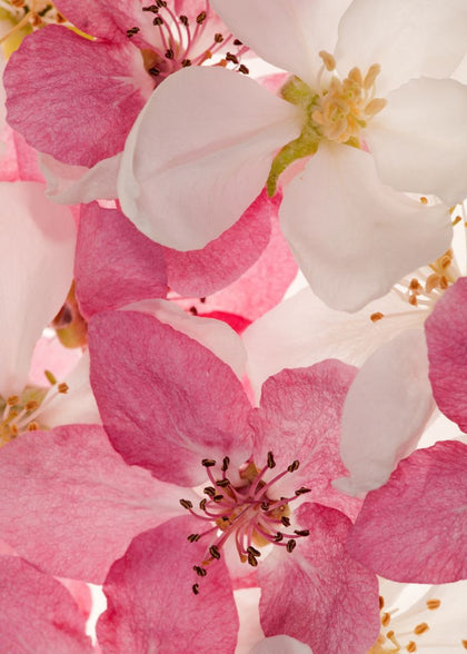Apple Blossom | Rebel Walls
