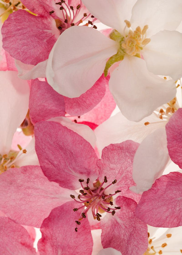 Apple Blossom | Rebel Walls