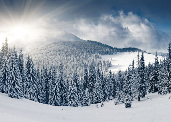 Winter | Rebel Walls