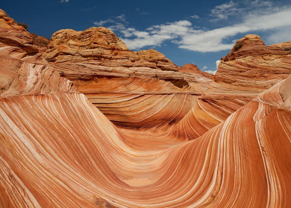 Arizona | Rebel Walls