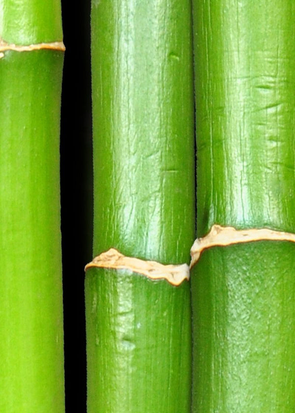 Bamboo | Rebel Walls