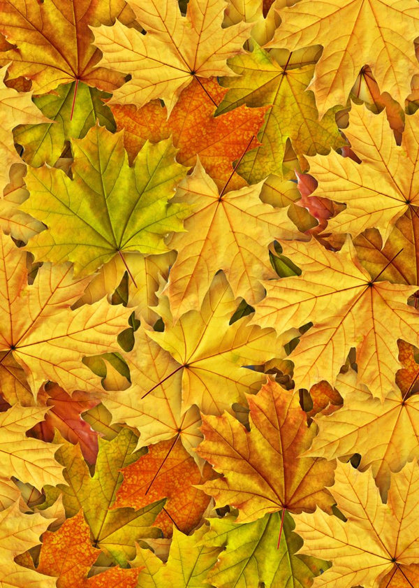 Autumn Leaves | Rebel Walls