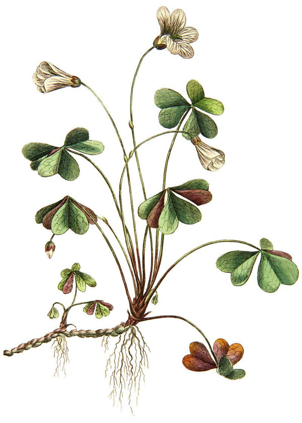 Oxalis | Rebel Walls