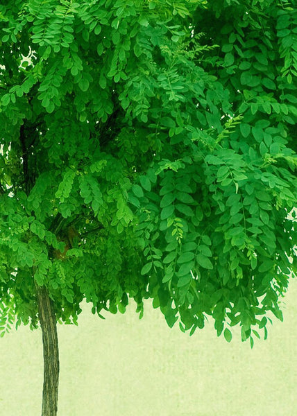 Exclusively at Designer Wallcoverings and Fabrics