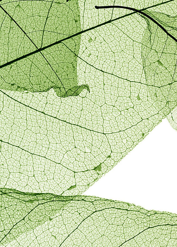 Foliage | Rebel Walls