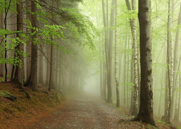 Forest Path | Rebel Walls
