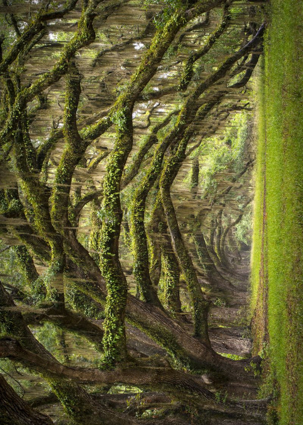 Fairy Forest | Rebel Walls