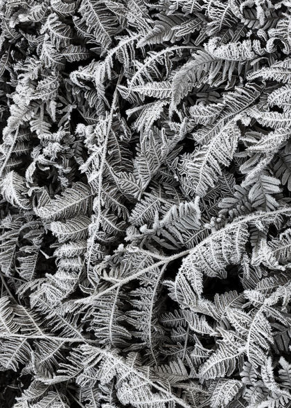 Frost Leaf | Rebel Walls