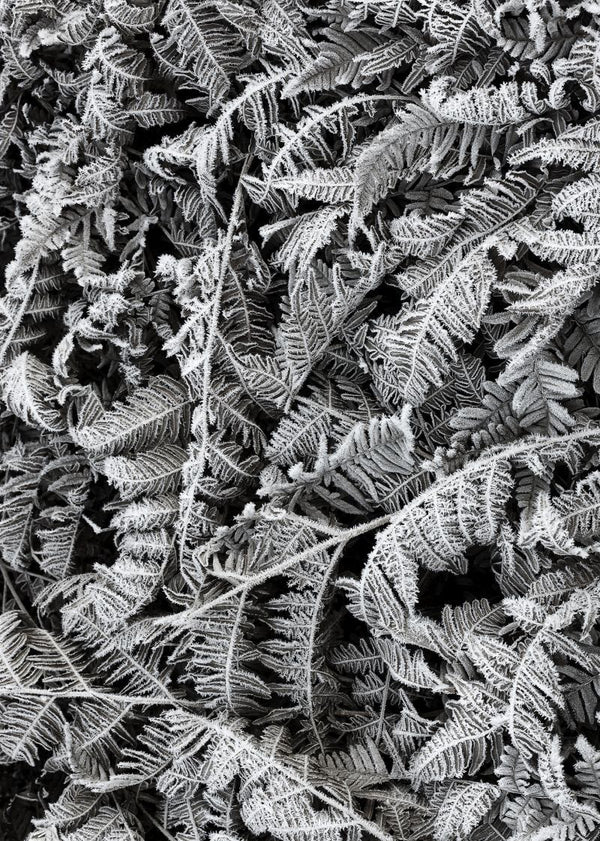 Frost Leaf | Rebel Walls