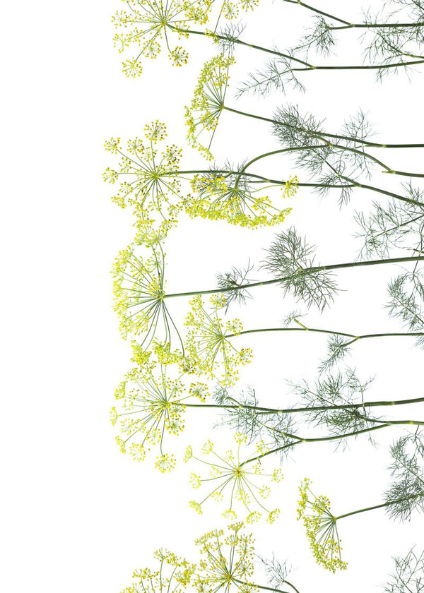 Crown Of Dill | Rebel Walls