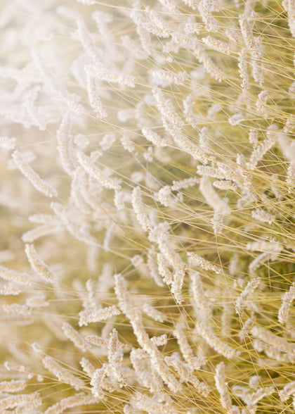 Lay In The Hay | Rebel Walls