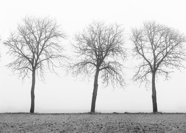 Tree soldiers | Rebel Walls