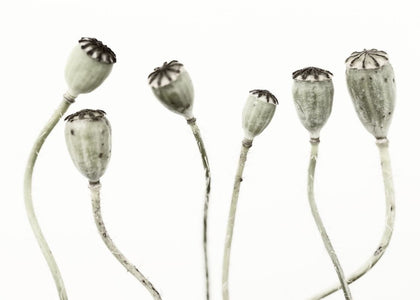 Simple Seedpod | Rebel Walls