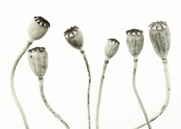 Simple Seedpod | Rebel Walls