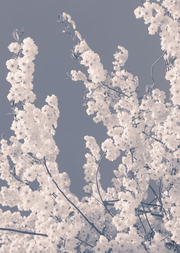 Blossom For The Bees | Rebel Walls