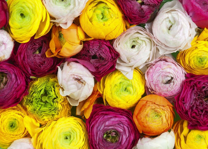 Ranunculus | Rebel Walls