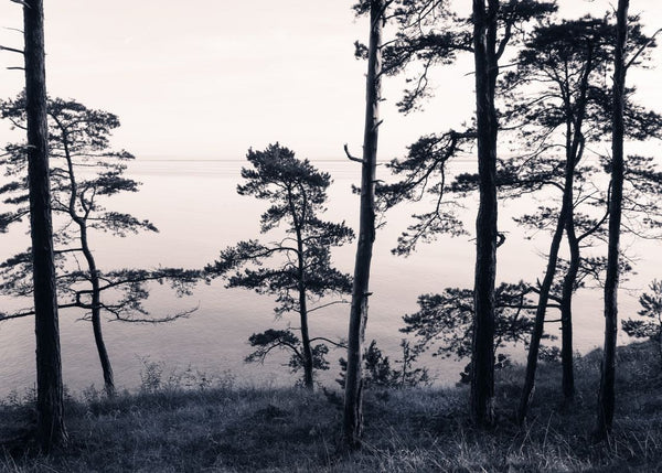 Old Pine Trees | Rebel Walls