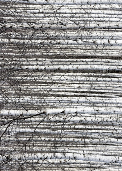 Birch Trunks | Rebel Walls