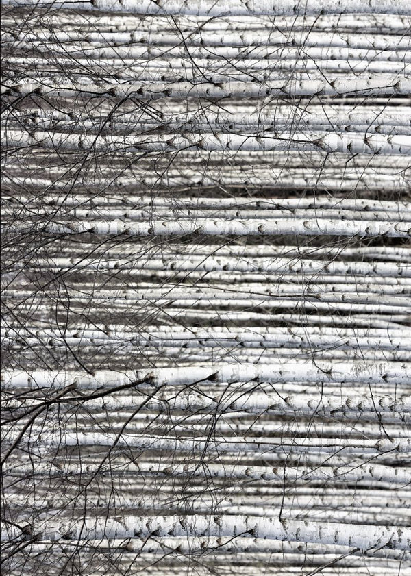 Birch Trunks | Rebel Walls