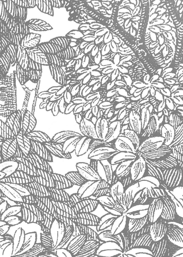 Bellewood, Grey Toile | Rebel Walls