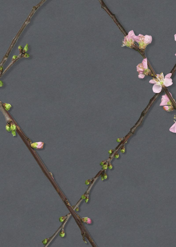 Winding Spring, Black | Rebel Walls