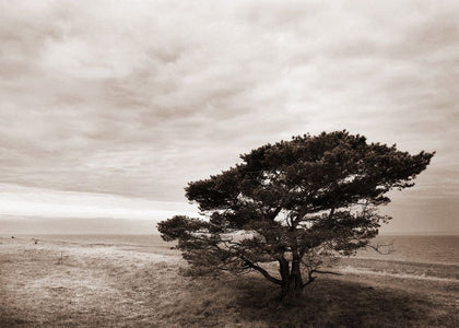 Solitary Tree | Rebel Walls