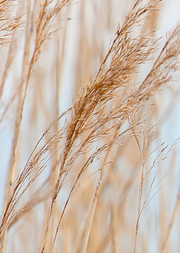 Swaying Wheat | Rebel Walls